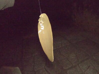 Gx011721 Frame At 0m46s